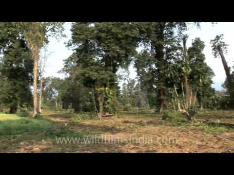 Woodland and grassland habitat of the endangered Hispid Hare