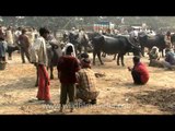 Sonepur cattle fair - the healthiest livestock