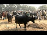 Sonepur cattle fair - the biggest livestock event in Asia!