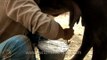 Man milking buffalo, Sonepur