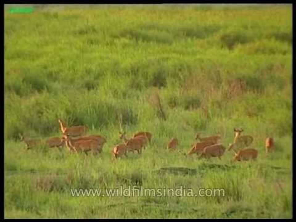 Barasingha love the green pastures of Kaziranga National Park