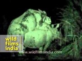 Ginormous Indian rhinos mating in the dark, Kaziranga