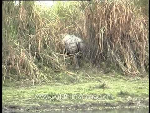 One horned Rhino of Kaziranga National park