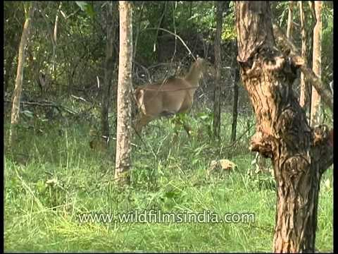 Nilgai in Panna national park, Madhya Pradesh