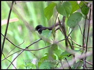 White-throated Fantail Flycatcher in Assam