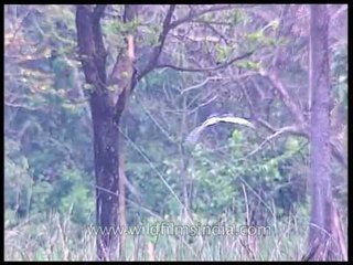 Pied Harrier in Kaziranga National Park, Assam