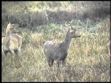 Swamp Deer, Stags or Rucervus duvaucelii in Kaziranga