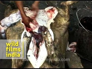 Roasted pig sliced at the belly