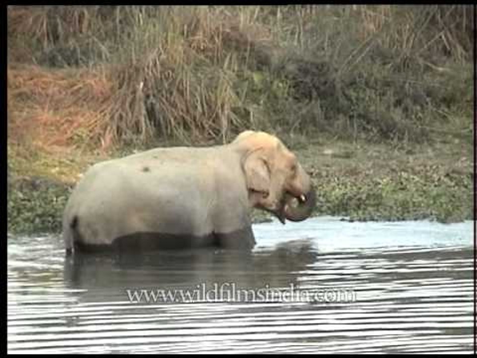Elephant takes a shower in Kaziranga