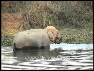 Elephant takes a shower in Kaziranga