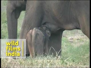 Rare sight : baby elephant suckling milk!