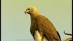 Grey-headed Fishing Eagle sits atop and keeps a close eye on its prey