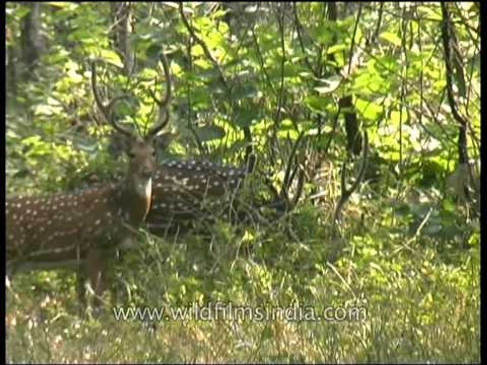 Grazing spotted deer in Panna National park