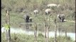 Elephants' peaceful adobe at Kaziranga National Park