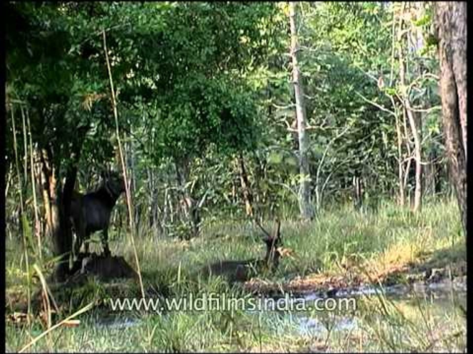 Sambar deer rest in shade at Panna National park