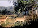 Wildlife long ago :  archival footage of deer from the Indian jungles
