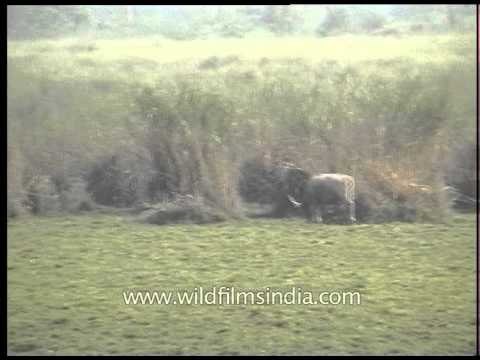 Kaziranga National Park - archival footage of grasslands and wetlands