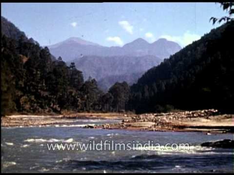 Wilderness vignettes from the 1920's era in India