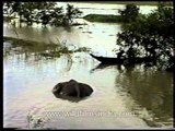 Dead elephant floating in the water, Assam