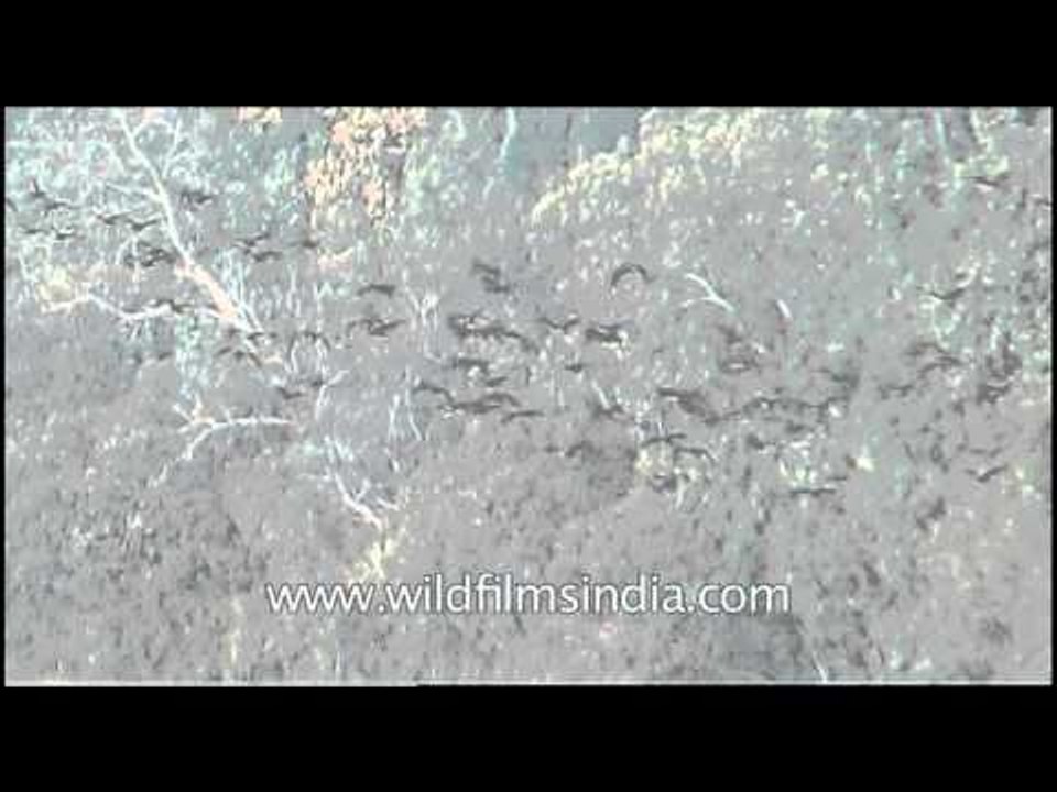 Kaziranga National park in daylight...