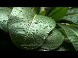 Rain leaves the leaves with rain drops, Delhi!