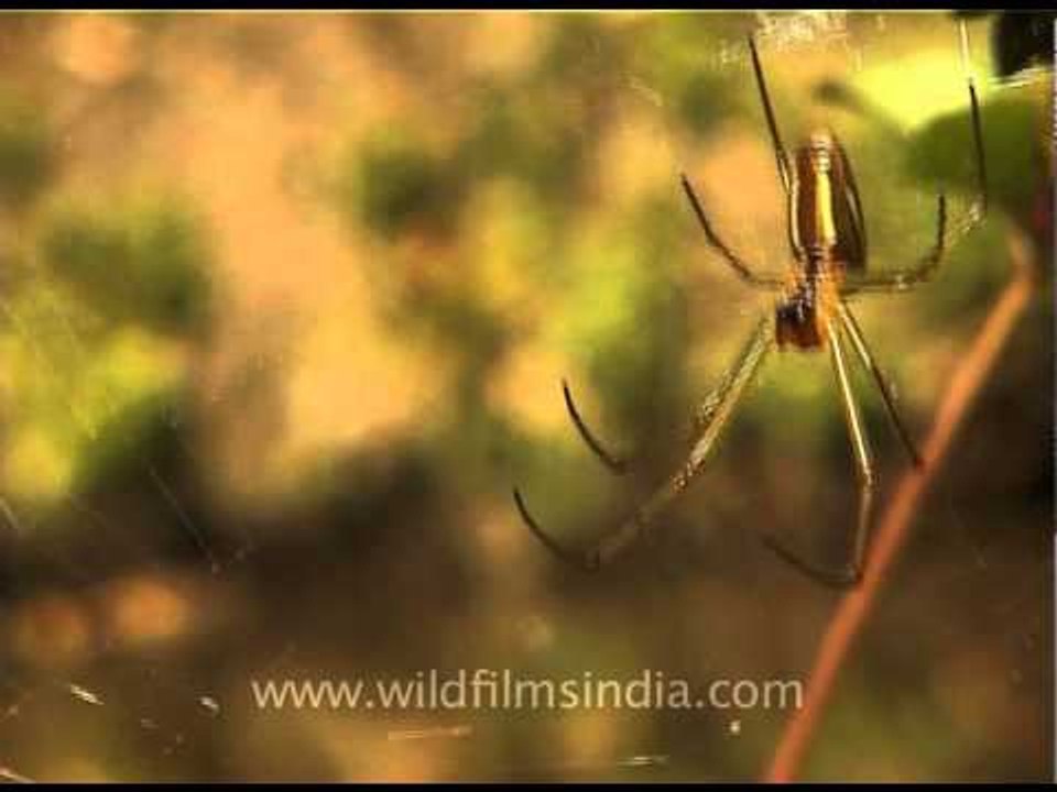 Spider weaving in Nagaland