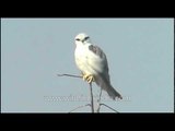 Black-shouldered Kite on a tree-top