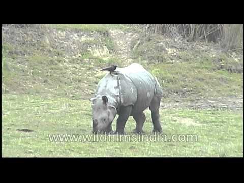 Bird feeding on a Rhino, Kaziranga