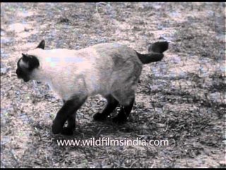 Archival Indian feline - Hello kitty from the past!