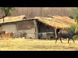 Domestic water buffalo walks past a village in Corbett