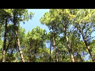 Driving through the pines to get to Palampur in Himachal