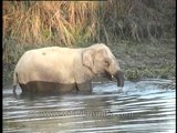 Elephant splashing around in Kaziranga, looking for fish!