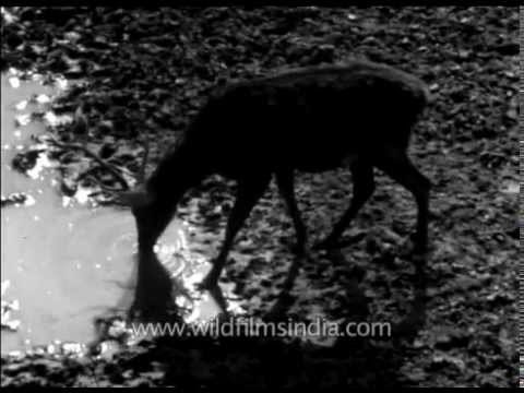 Chitals and langurs near a pond in Corbett - Archival footage