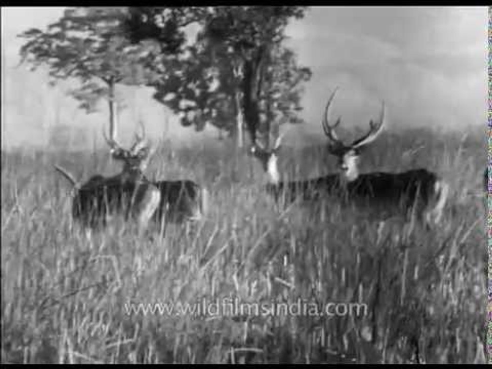 Chital deer from the archives: in abundance during olden times