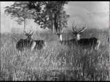 Chital deer from the archives: in abundance during olden times