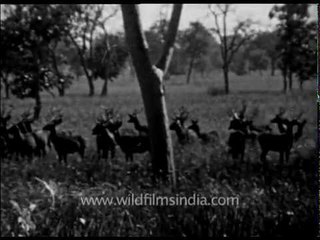 Wildlife long back: India pre Independence