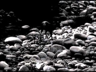 Archival footage of Barking deer at Corbett Park