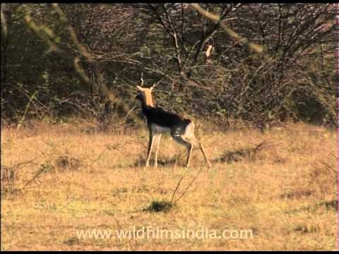 Peeing and nervous Blackbuck or Kala hiran antelope pair in Zizyphus grassland