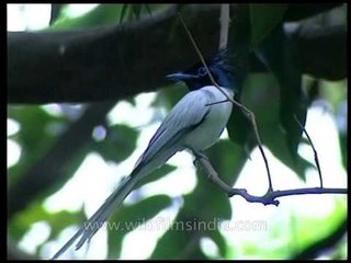 Handsome male Paradise Flycatcher!