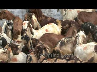 Sonepur fair or mela with lots of Indian goats or bakris