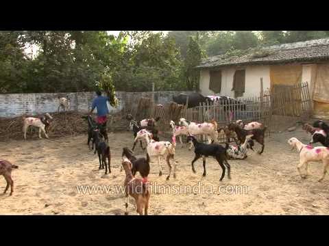 Indian goats marked with pink colour spots at the Sonepur mela
