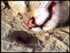 Dead Jungle Cat - unfortunate victim of road kill