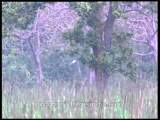 Pied Harrier in flight - rare footage from Assam