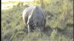 Rhinos get up early in Kaziranga National park