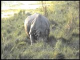 Rhinos get up early in Kaziranga National park