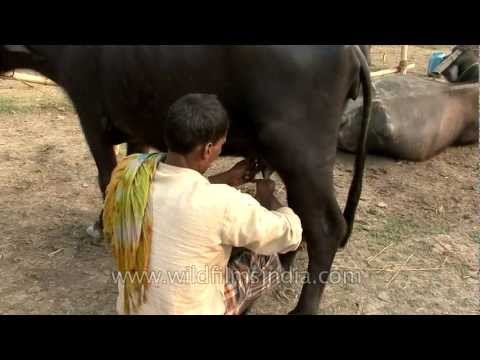 Buffalo milking experts of India!