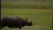 Rhino gallops through grassland in Kaziranga, runs into elephant herd