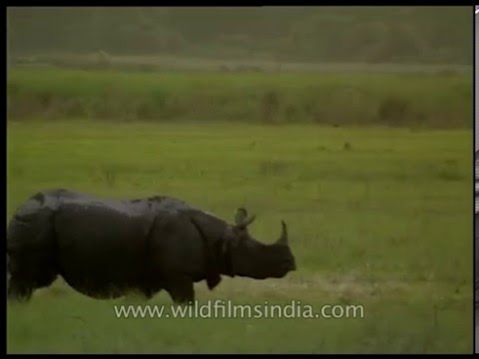 Rhino gallops through grassland in Kaziranga, runs into elephant herd