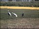 Sarus Cranes from 80 years ago - ancient birds!