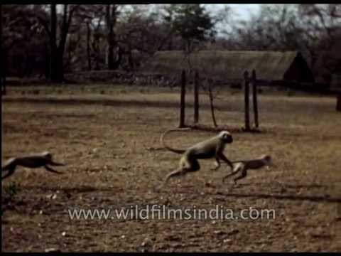 80 year old Langurs, monkeys and squirrel in rare archival footage